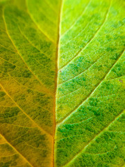 Green leaf texture closeup
