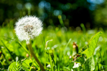 Pusteblume, gereifter Löwenzahn 
