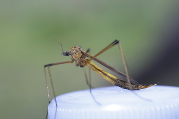 mosquito sucking blood extreme close up