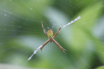 spider on a web