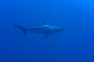 カマストガリザメ