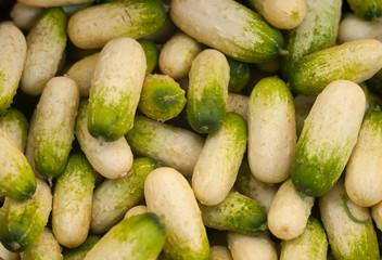 fresh green cucumbers