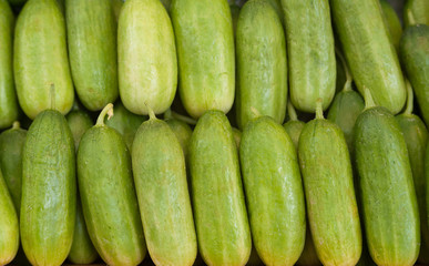 green miniature cucumbers