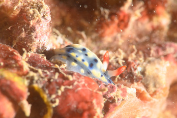 ウミウシ