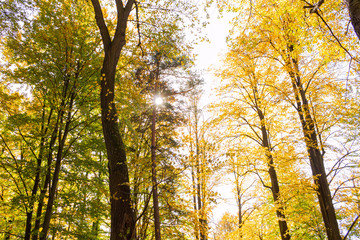 Natures beauty with high rise trees sunlight effect down from trees to earth giving perfect look of forest best to spend some lonely time within this amazing natures beauty.