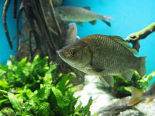 Fish in the aquarium