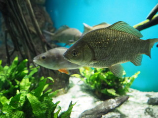 Fototapeta premium Fish in the aquarium