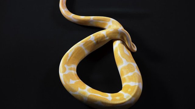 Video of small albino ball royal phyton on black texture