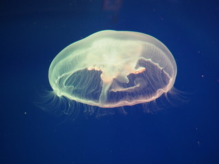 jellyfish in water