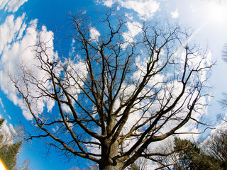 tree and sky