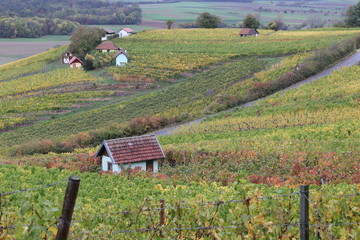 Herbst in den Weinbergen
