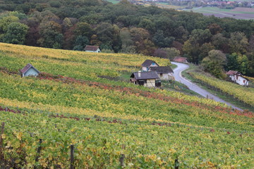 Herbst in den Weinbergen