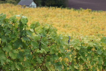 Herbst in den Weinbergen