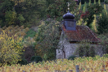 Herbst in den Weinbergen