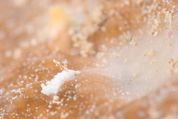 シロミノウミウシ