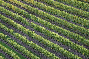 Herbst in den Weinbergen