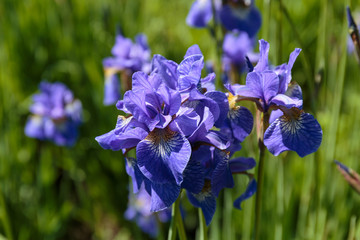 Siberian Iris on a flowerbed. The flower is named after the ancient Greek Goddess Iris, patroness of the rainbow.