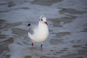 Herbst an der Ostsee