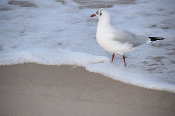 Herbst an der Ostsee