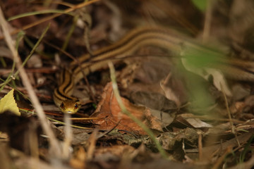 シマヘビ