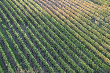 Herbst in den Weinbergen