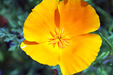 Petali arancione con polline