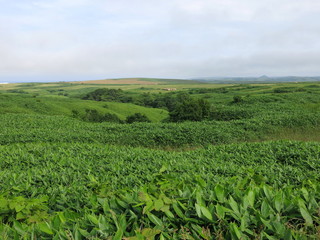 宗谷丘陵の周氷河地形
