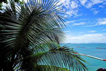 Fototapeta na wymiar Tropical Background. Palm Leaves and Blue Skyline. Amazing Sea View.