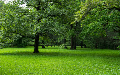 Green forest glade
