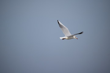 Hebst an derOstsee