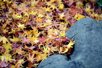autumn leaves on the ground.