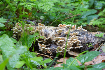 White fungus growing on dead wood also known as Plicaturopsis crispa, this produces clusters of small, fan-shaped fruiting bodies with wrinkled spore bearing layers that resemble vein-like folds. 