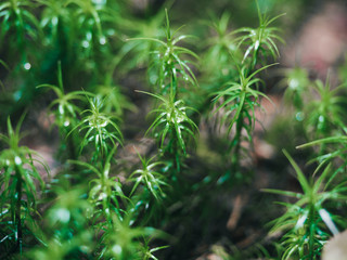 closeup of dill in the garden