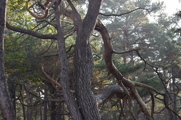 Fototapeta premium Hebst an derOstsee