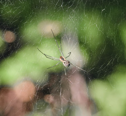 spider on a web