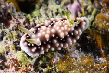 キカモヨウウミウシ