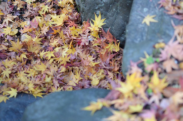 autumn leaves on the ground.