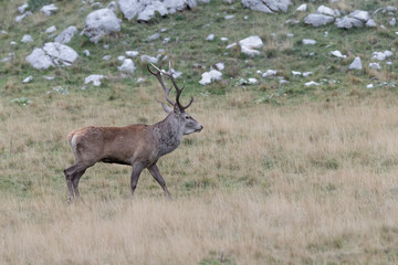 The majestic Red deer male (Cervus elaphus)