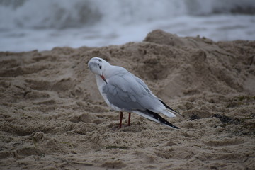 Herbst an der Ostsee