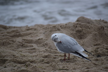 Herbst an der Ostsee