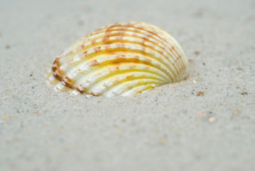 sea shell on sand