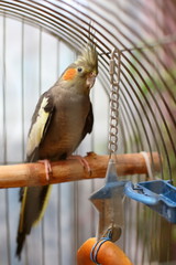 Parrot Corella in a cage.