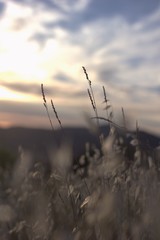 Obraz premium Tendresse