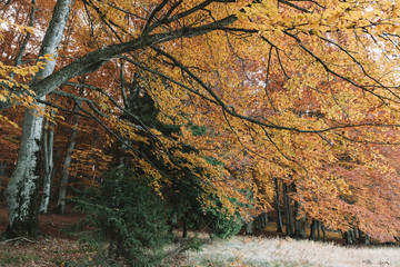 Autumn landscape of the beautiful, colorful forest