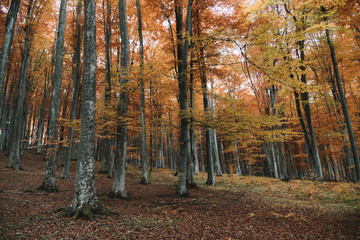 Autumn landscape of the beautiful, colorful forest