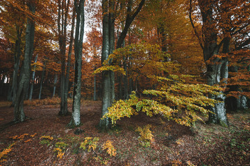 Autumn landscape of the beautiful, colorful forest