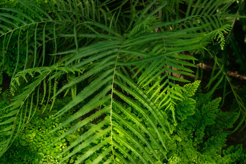 Beautiful green fern leaves in the garden