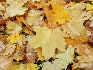 Naklejka na ściany i meble Ahornblaetter Herbstlaub im Regen auf dem Boden auf der Wiese im Gras