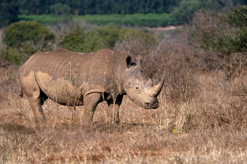 rhino close up kruger park south africa