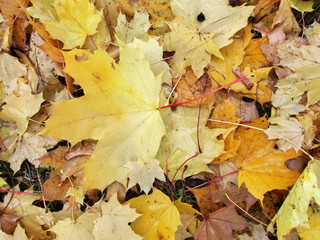 Ahornblaetter Herbstlaub im Regen auf dem Boden auf der Wiese im Gras